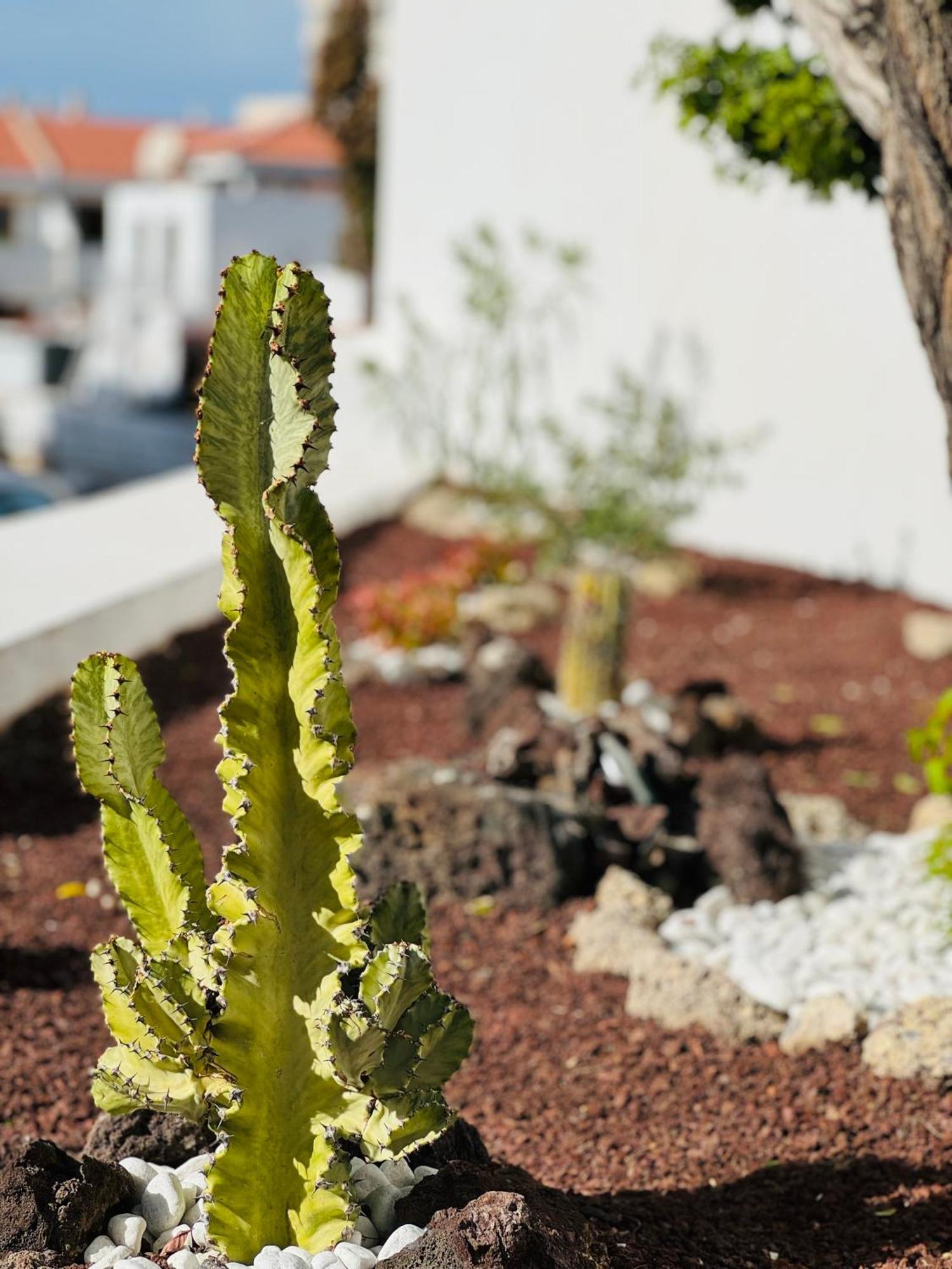 Garden City Private Apartment Costa Adeje Playa Fanabe Luaran gambar